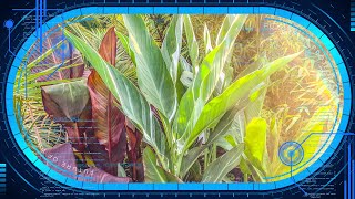 Tropical Garden Overwintering Tip  Insurance Plants amp Experimentation [upl. by Hamaso]