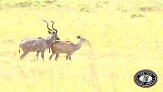 iSimangaliso Wetland Park rare sighting Kudu Mating [upl. by Lida]