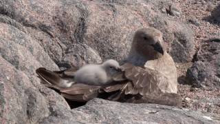 On The Wing In Antarctica [upl. by Nilesoy610]