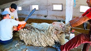 Most Satisfying Sheep Shearing  Modern technology [upl. by Atnohs]