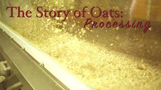 Story of Oats Processing [upl. by Minetta626]