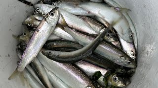 20231228 Herring Hunting Sausalito California san francisco bay [upl. by Nodyroc]