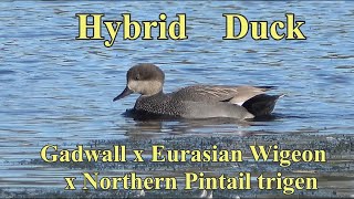 Gadwall x Eurasian Wigeon x Northern Pintail trigen Duck  2024 [upl. by Dixil112]