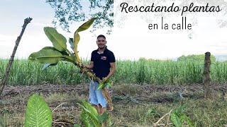 Rescatando PLANTAS de la calle te sorprenderás con todo lo que encontré [upl. by Ajnek]