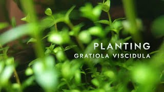 Planting Gratiola Viscidula  Low tech nano aquarium 30L [upl. by Graeme]