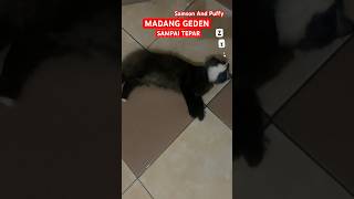 Monster Kentang  Madang Geden sampai Tepar shorts cat [upl. by Rialb305]