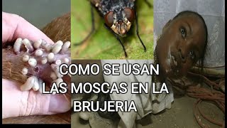 ¿Entran moscas en tu casa⚠ Este es el significado espiritual de las Moscas como evitarlas😱 [upl. by Aicala]