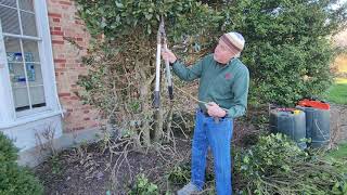 pruning English Holly cut back overgrown hollies [upl. by Waki]