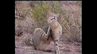 Southern African Mammals African Wild Cat Felis Silvestris lybica [upl. by Ehling173]