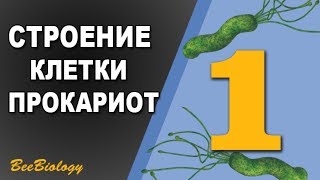 Урок по Биологии №1  Строение прокариотической клетки  Клетка Бактерии [upl. by Yerdua576]