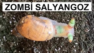 Zombi Salyangoz HD Zombie Snail Leucochloridium Paradoxum Zihin Kontrolü Yapan parazit [upl. by Vyky]