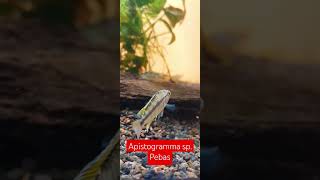 Apistogramma sp Pebas morado dwarfcichlid acuarofilia aquariumhobby fishtank aquariumfish [upl. by Mannuela]