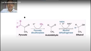 Las fermentaciones tipos y microorganismos implicados V59 [upl. by Kimberly]
