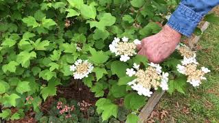 Home Native Landscaping  Viburnum [upl. by Neidhardt645]