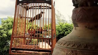 Bird In Cage Stock Video [upl. by Atsirak]