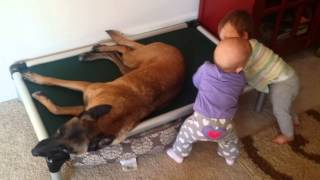 Unsocialized baby vs Socialized Malinois [upl. by Siurad]