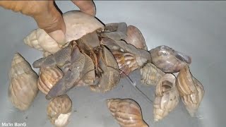 this is the biggest hermit crab [upl. by Aldrich]