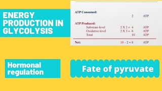 glycolysis atp calculation  glycolysis energetics  hormonal regulation  fates of pyruvate [upl. by Neerbas908]