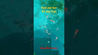 RED EAR KOI 45 DAY FRYBETTA GUPPY FARMLBBETTAS [upl. by Ynnattirb]