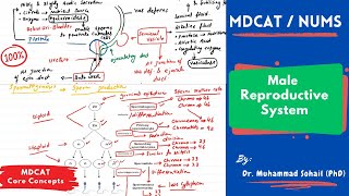 Define male reproduction system  male reproduction system  how male reproduction system works [upl. by Otnas]