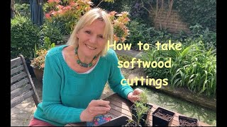 How to take softwood cuttings  a step by step guide [upl. by Vergos]