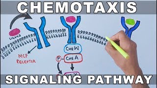 Chemotaxis Signalling Pathway [upl. by Labina136]