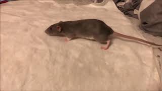 Rat Walking Plantigrade Slow Motion [upl. by Annairda26]