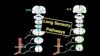 Long sensory pathways [upl. by Adnat]