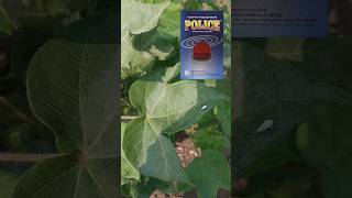 Police Insecticide  Fipronil  Imidacloprid cotton agribusiness bscagriculture [upl. by Whatley]