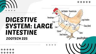 POULTRY 1  Digestive System of Chickens The Large Intestine  Module 195 Student Output [upl. by Tnafni]