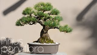 Japanese White Pine Repotting and Full Styling  Arkefthos Bonsai [upl. by Atinehc567]