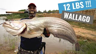 Big Wallago Attu fishing  India 2021 [upl. by Nosyla]