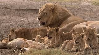 WILDLIFE DOKU Stolze Löwen und ihre Gegner AKTEDOKU HD [upl. by Timon]