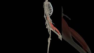 Hip joint flexion shorts 3d anatomy [upl. by Sialac]