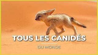 TOUTES les ESPÈCES de CANIDÉS 😍🐺 30 espèces [upl. by Winna891]