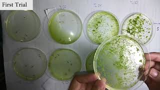 The Larvicidal Effect of Momordica charantia on Culex sp Mosquito Larvae [upl. by Adel]