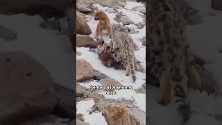 Un Leopardo de las Nieves se encuentra con Un Perro Domestico shorts animalessalvajes [upl. by Yeca711]