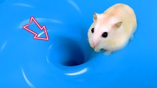 🌊🐹 Hamster Escape Cute Hamster pets Maze Whirlpool 😱 hamsterescape mazediytraps [upl. by Setarcos]