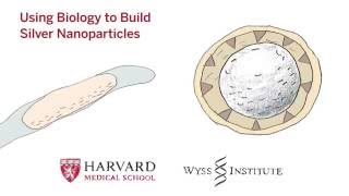 Using Biology to Build Silver Nanoparticles [upl. by Deanne235]