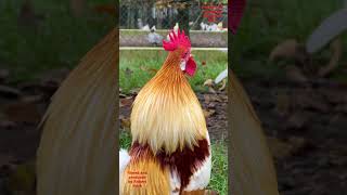 Top 10 Most beautiful roosters of fancy chicken breeds backyardchickens chickens fancychickens [upl. by Norag201]