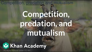 Competition predation and mutualism  Middle school biology  Khan Academy [upl. by Isle]