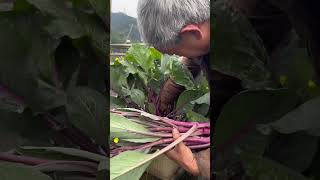 Purplestem mustard harvest rurallife gardening gardeningtips harvest vegetables plantingtips [upl. by Airaet]