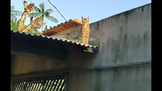 As Aventuras de Lara aventura coragem paidepet maedepet gateiros gatos catsofyoutube [upl. by Ravahs]