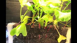 Radish Time Lapse  seed to harvest in 33 days [upl. by Llerej887]