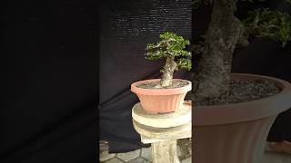 Bonsai Carmona Microphyla S99910 [upl. by Arrim256]