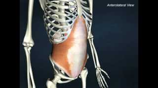 Transversus abdominis  AnatomyOnlineCourse [upl. by Icats]