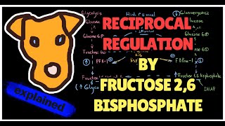 Reciprocal Regulation by Fructose26bisphosphate PFK2  PFK1 Glycolysis Gluconeogenesis Step 1 [upl. by Nitnerb]