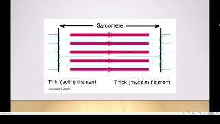 Ultrastructure of a striated muscle [upl. by Bunch]