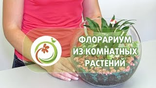 Как сделать quotФлорариумquot из комнатных растений Мастер класс практической флористики [upl. by Ellehs]