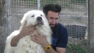 6 Il Pastore Maremmano Abruzzese cane da guardia versione in italiano [upl. by Agretha]